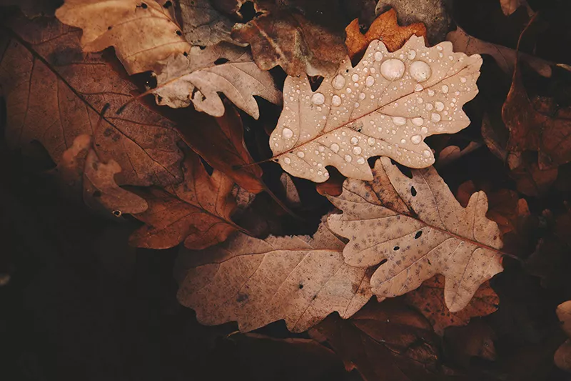 Acupuncture and Seasonal Changes: Support for Body and Mind